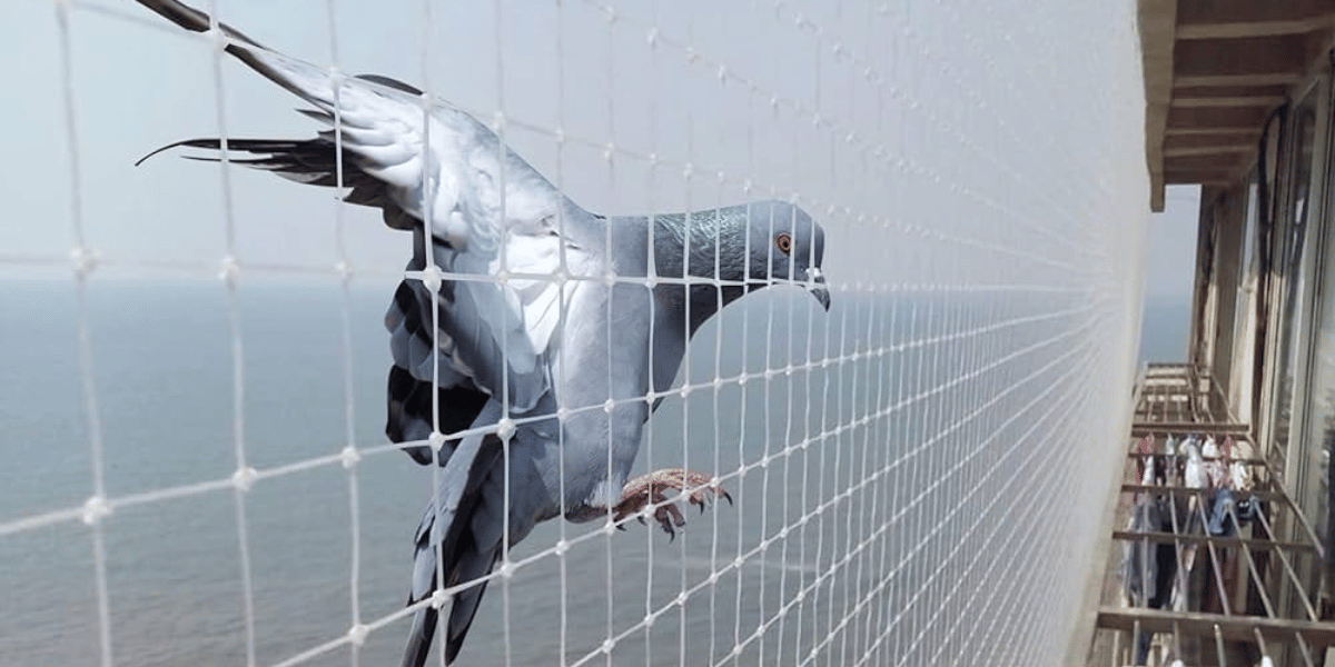 Pigeon Control Nets